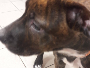 FOTO: Pejsek z videa byl zřejmě týraný dlouhodobě. Má zlomeniny a je podvyživený