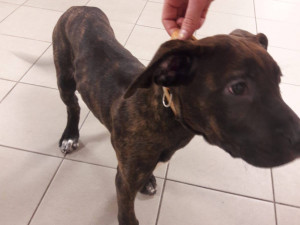 FOTO: Pejsek z videa byl zřejmě týraný dlouhodobě. Má zlomeniny a je podvyživený