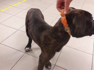 FOTO: Pejsek z videa byl zřejmě týraný dlouhodobě. Má zlomeniny a je podvyživený