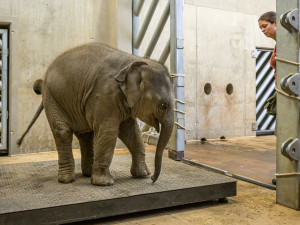 Lidé koupili stravenky pro zvířata v pražské zoo dosud za 3,5 milionu korun