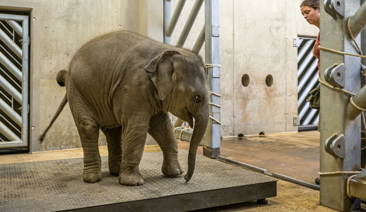 Lidé koupili stravenky pro zvířata v pražské zoo dosud za 3,5 milionu korun