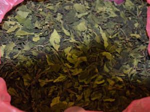 FOTO: Celníci zadrželi na letišti v Praze 462 kilogramů rostlinné drogy