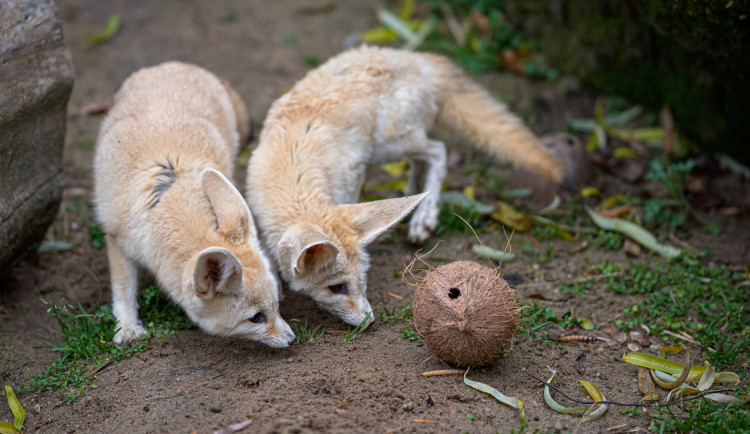 Návštěvnost pražské zoo v roce 2020 klesla kvůli koronaviru o 42 procent