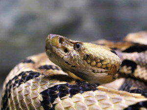 Had, který uštkl osmiletou holčičku, může být podle starosty u někoho doma