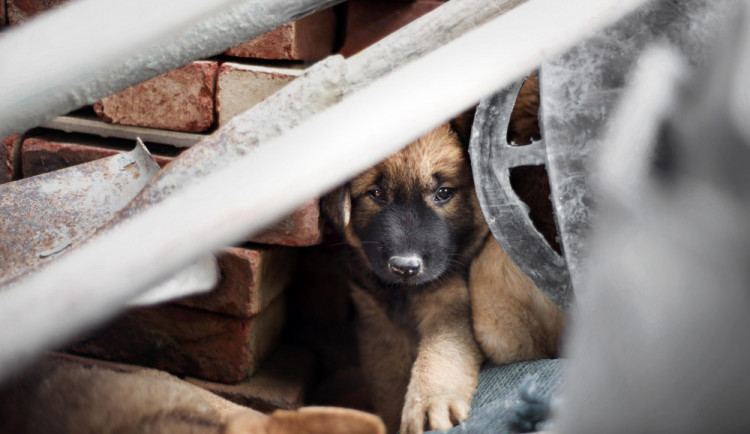 size4-16096780864166-2-stinna-stranka-silvestrovskych-oslav-psi-detektivove-eviduji-rekordni-pocet-zabehnutych-psu