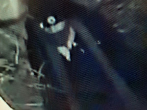 FOTO, VIDEO: „To je bomba, vojáku!“ Muž nechal před Hradem kufr s domnělou výbušninou a rychle odešel