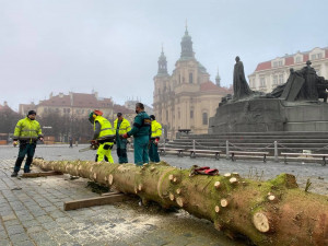 FOTO: Strom ze Staroměstského náměstí již zmizel. Z kmene bude nábytek pro domov seniorů