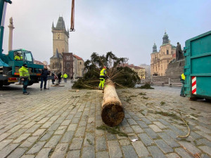FOTO: Strom ze Staroměstského náměstí již zmizel. Z kmene bude nábytek pro domov seniorů