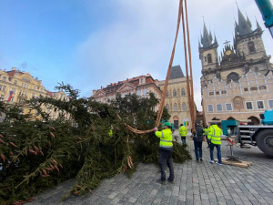 FOTO: Strom ze Staroměstského náměstí již zmizel. Z kmene bude nábytek pro domov seniorů
