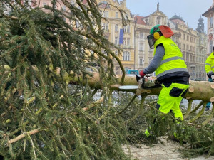 FOTO: Strom ze Staroměstského náměstí již zmizel. Z kmene bude nábytek pro domov seniorů