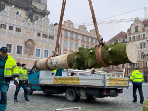 FOTO: Strom ze Staroměstského náměstí již zmizel. Z kmene bude nábytek pro domov seniorů