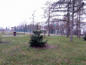 V Praze 10 bylo vysazeno 46 nových stromů za narozené děti