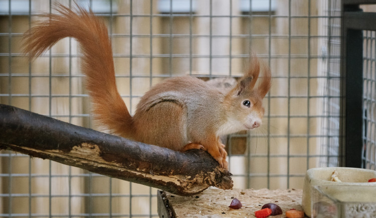 Pražská záchranná stanice loni přijala 5186 zvířat. Vzrostl počet mláďat