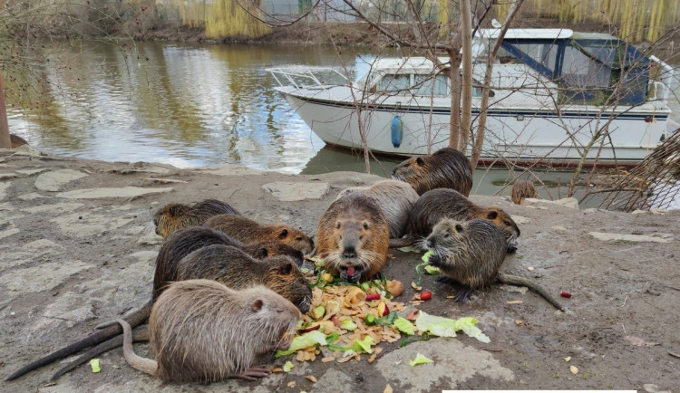 Lidé by podle české agrární komory neměli krmit nutrie. Zvířata napáchají více škody než užitku