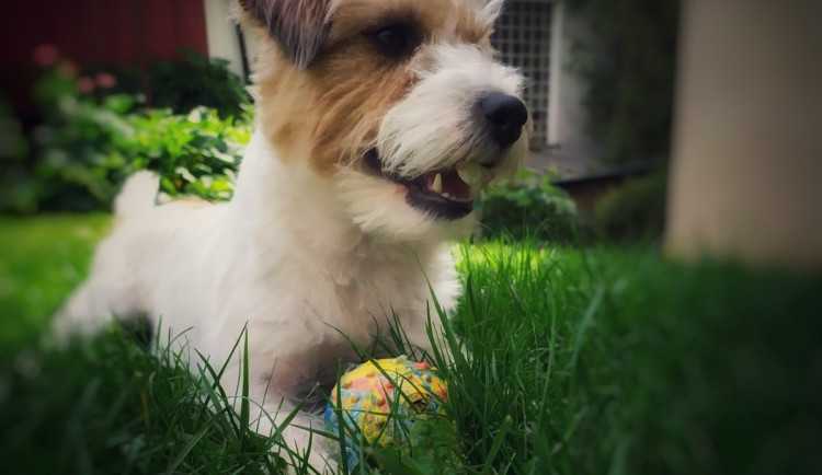 Kriminálníka možná nezastraší, zato perfektně odhalí drogy. Hradečtí policisté mají novou psí posilu