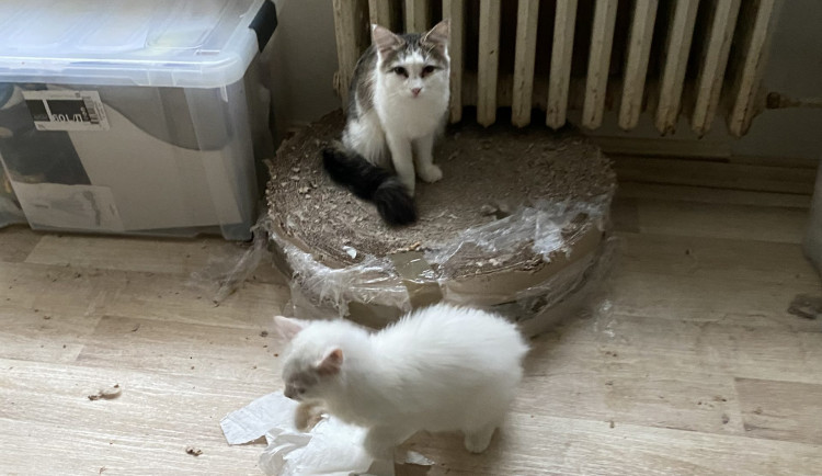 V bytě v Horních Počernicích bylo ze špatných podmínek odebráno přes 40 koček