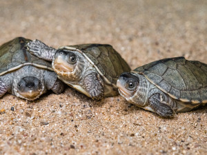 Cílený odchov samců želvy Smithovy se podařil v pražské zoo, která tyto želvy odchovala jako první na světě už v roce 2008