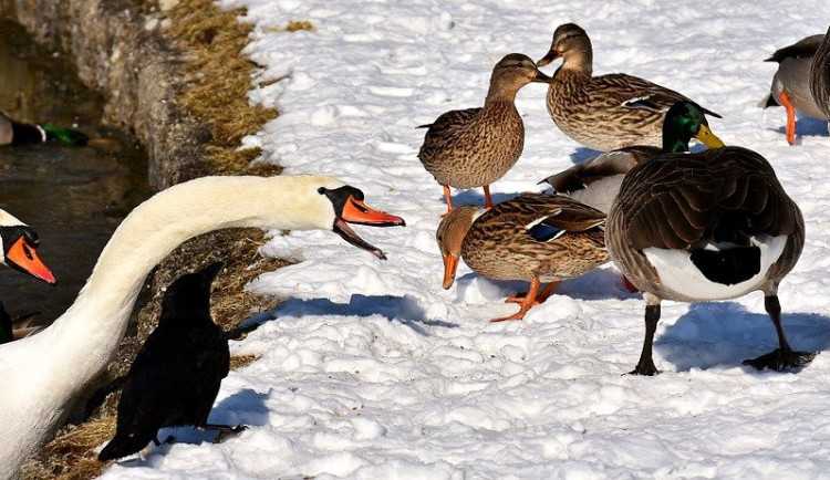 size4-swan-3190687_960_720