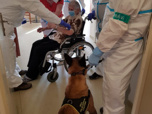 Psi označí pacienta s covidem do deseti vteřin. Ve výcviku jim pomáhali pražští senioři