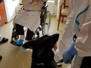 Psi označí pacienta s covidem do deseti vteřin. Ve výcviku jim pomáhali pražští senioři