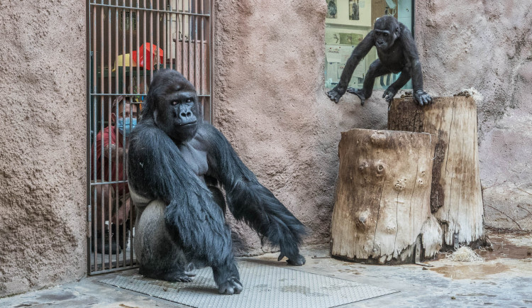 Koronavirem onemocněli také lvi a gorilí samec Richard z pražské zoo