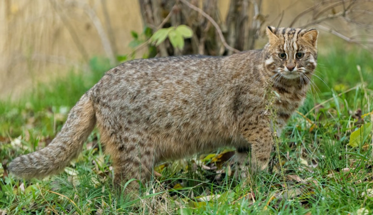 V pražské zoo onemocněla koronavirem další zvířata. Nákaza se prokázala u koček krátkouchých