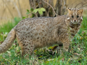 V pražské zoo onemocněla koronavirem další zvířata. Nákaza se prokázala u koček krátkouchých