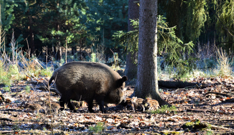 Divočáci z hradecké obory mají deset selátek