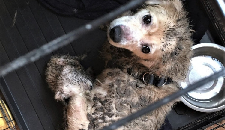 Policie obvinila ženy, které ve Dvoře Králové v děsivých podmínkách chovaly téměř 40 psů