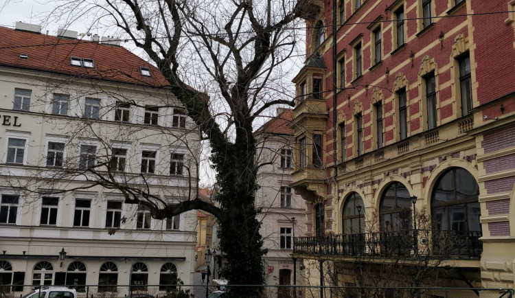 Obyvatelé Prahy 1 nesouhlasí s kácením javoru na Smetanově nábřeží. Petici podepsalo již 600 lidí
