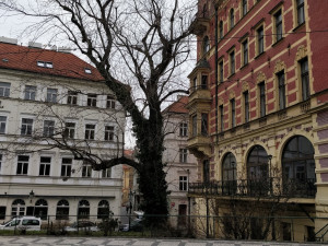 Obyvatelé Prahy 1 nesouhlasí s kácením javoru na Smetanově nábřeží. Petici podepsalo již 600 lidí