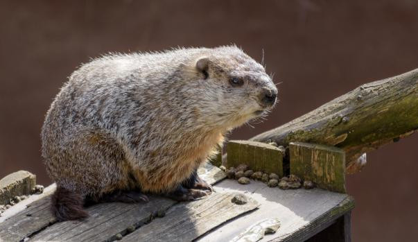 Po zimním spánku se v pražské zoo probudil svišť. Oznámil tak příchod jara