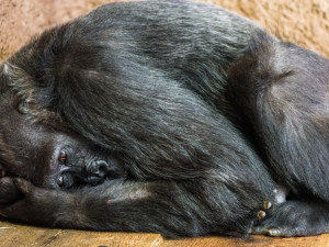 Gorily z pražské zoo Bikira a Kamba mají covid. Jejich stav je jako na houpačce, říká ředitel