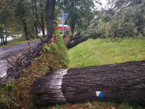 Na Prahu míří silný vítr. Meteorologové varují před zlomenými větvemi a komplikacemi v dopravě