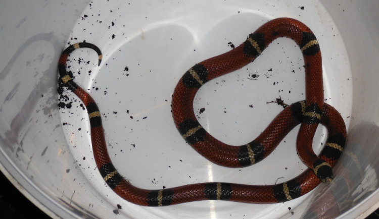 odchyt hada (Korálovka) ul. Políkenská 2263 (4)