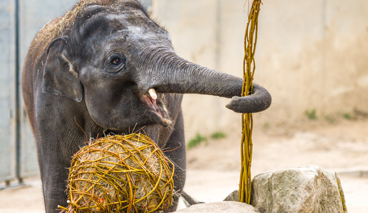 Velikonoční nadílku dnes dostala také zvířata v pražské zoo