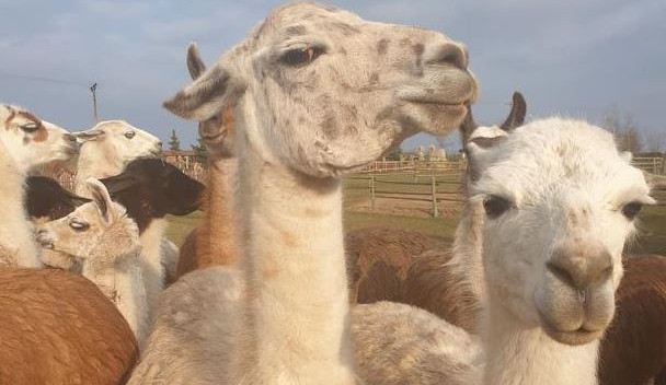 Farmě Wenet v Broumově hrozilo kvůli uzavření redukování chovů, díky lidem se daří situaci ustát