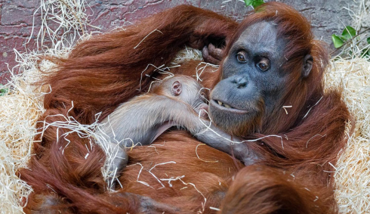 size4-16056398485144-241-foto-v-prazske-zoo-se-narodilo-mlade-orangutana-sumaterskeho
