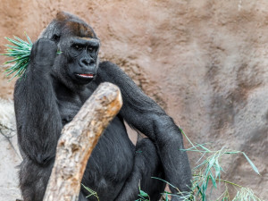 V pražské zoo zemřela gorila. Zřejmě následkem poranění