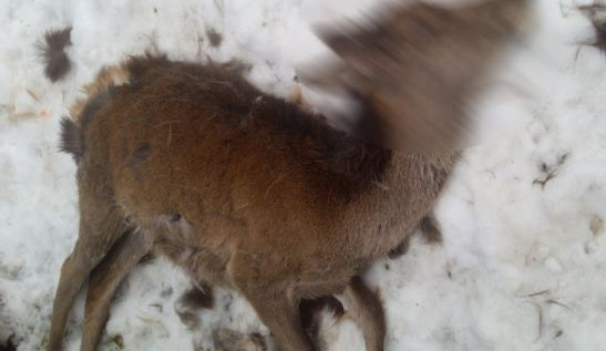 Psi roztrhali kolouchy přímo v přezimovací obůrce. Mějte své mazlíčky na vodítku, žádá KRNAP