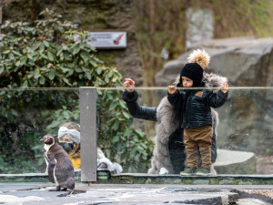 Do zoo přišlo od pondělí přes 8000 návštěvníků, do botanické zahrady zavítalo 2000 lidí