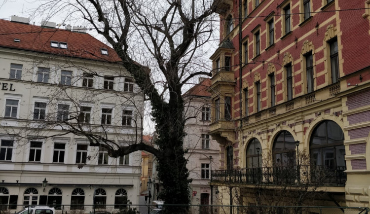 Praha Sobě znovu neuspěla s usnesením proti kácení stromu na Smetanově nábřeží