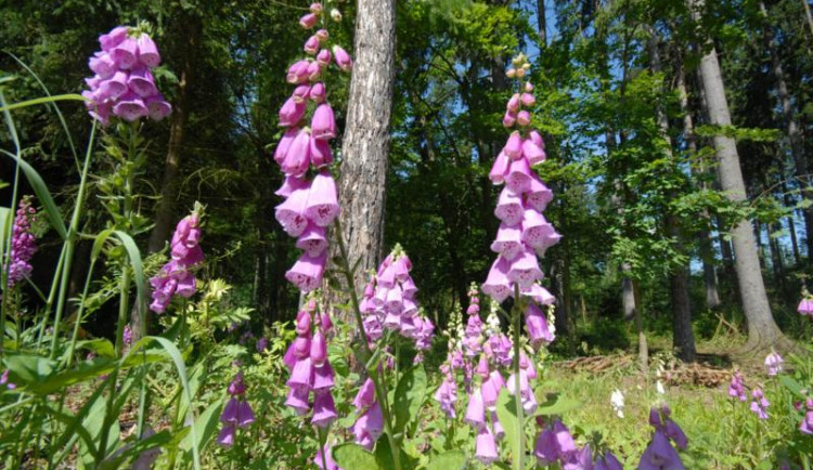 Praha oslaví letošní Den Země opět on-line. Životní prostředí připomene světelná instalace na Výstavišti