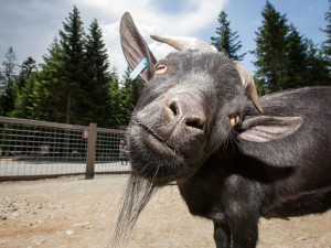 Lesní svět plný zážitků nejen pro děti s názvem Království lesa dnes otevírá brány