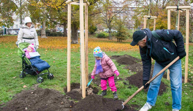Vysadit milion stromů za osm let? Praha zatím stanovený cíl dodržuje