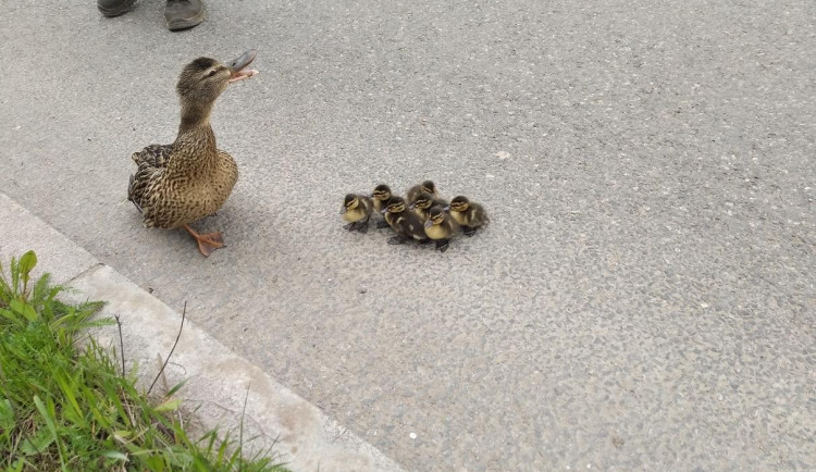Pražští strážníci pomohli do bezpečí kachně a sedmi malých kachňatům