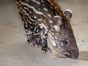 V pražské zoo se letos narodilo již 272 mláďat. Před týdnem přišel na svět malý tapír