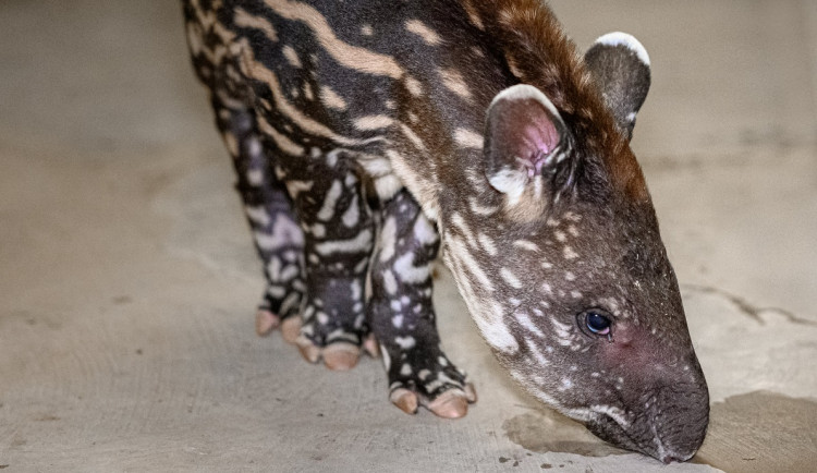 V pražské zoo se před týdnem narodilo mládě tapíra