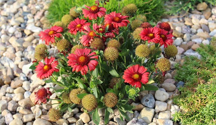 Lázeňské parky připravují soutěž o nejhezčí sídlištní předzahrádku