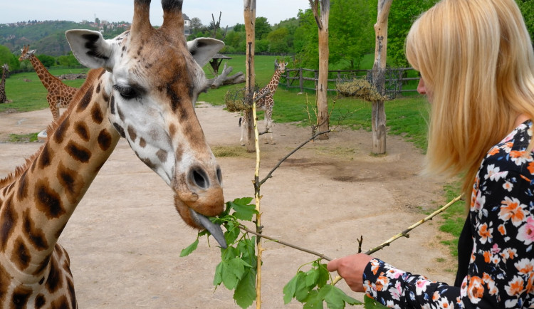 V pražské zoo zemřela druhá nejstarší žirafa v Evropě. Veterinář uspal pětadvacetiletou Elišku